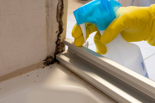 Office Mold Removal Services in Mill Creek East, WA