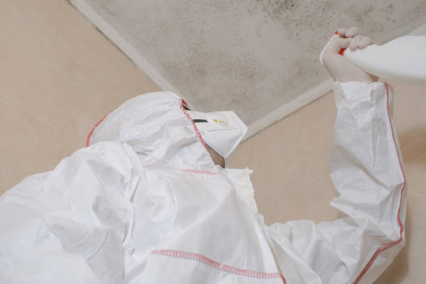 Best Local Mold Removal Service  in Mill Creek East, WA