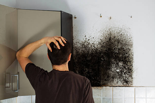 Best Professional Mold Removal  in Mill Creek East, WA