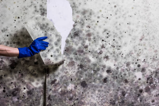 Best Crawl Space Mold Removal  in Mill Creek East, WA